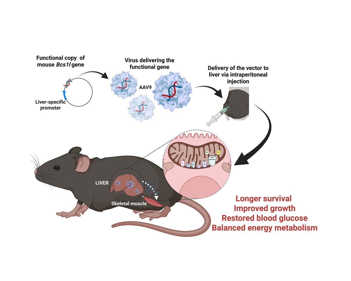 Illustration of a gene therapy strategy in a mouse model using an AAV9 viral vector to deliver a functional copy of the mouse Bcs1l gene under a liver-specific promoter via intraperitoneal injection. The therapy targets the liver and skeletal muscle, improving mitochondrial function and leading to longer survival, improved growth, restored blood glucose levels, and balanced energy metabolism.