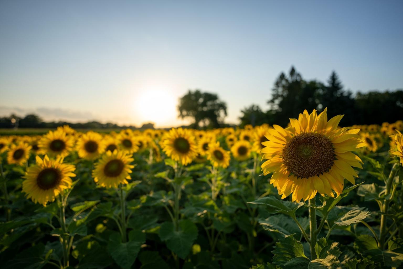 A field of yellow sunflowers is shown in warm evening light. One sunflower in the foreground is in sharp focus, with the sun low on the horizon behind it.