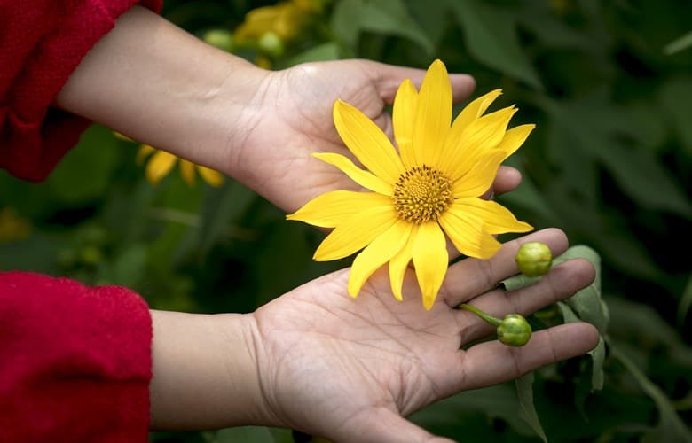 Två händer håller försiktigt en gul blomma i full blom, omgiven av gröna blad.