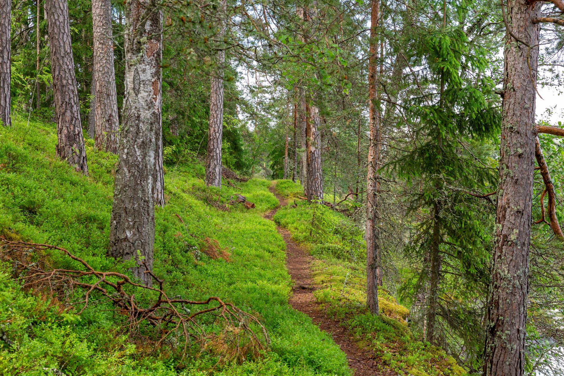 En smal stig slingrar sig genom en grön, mossig tall- och granskog en sommardag. 