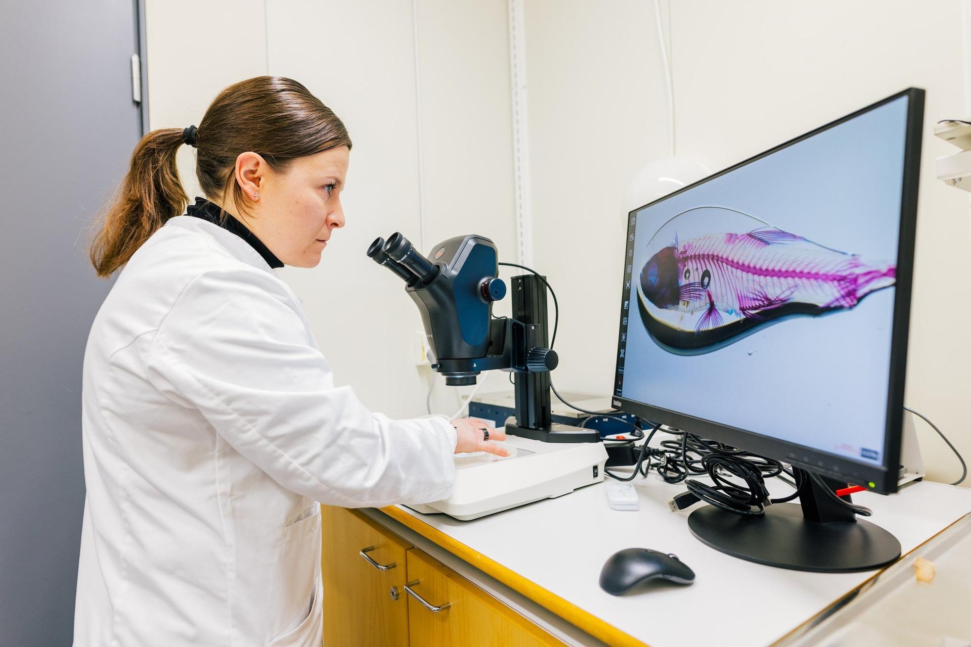 A researcher in a lab coat works at a microscope workstation while a monitor displays a close-up image of a stained zebrafish larva. The scene takes place in a laboratory with cables, a mouse, and other equipment on the bench.