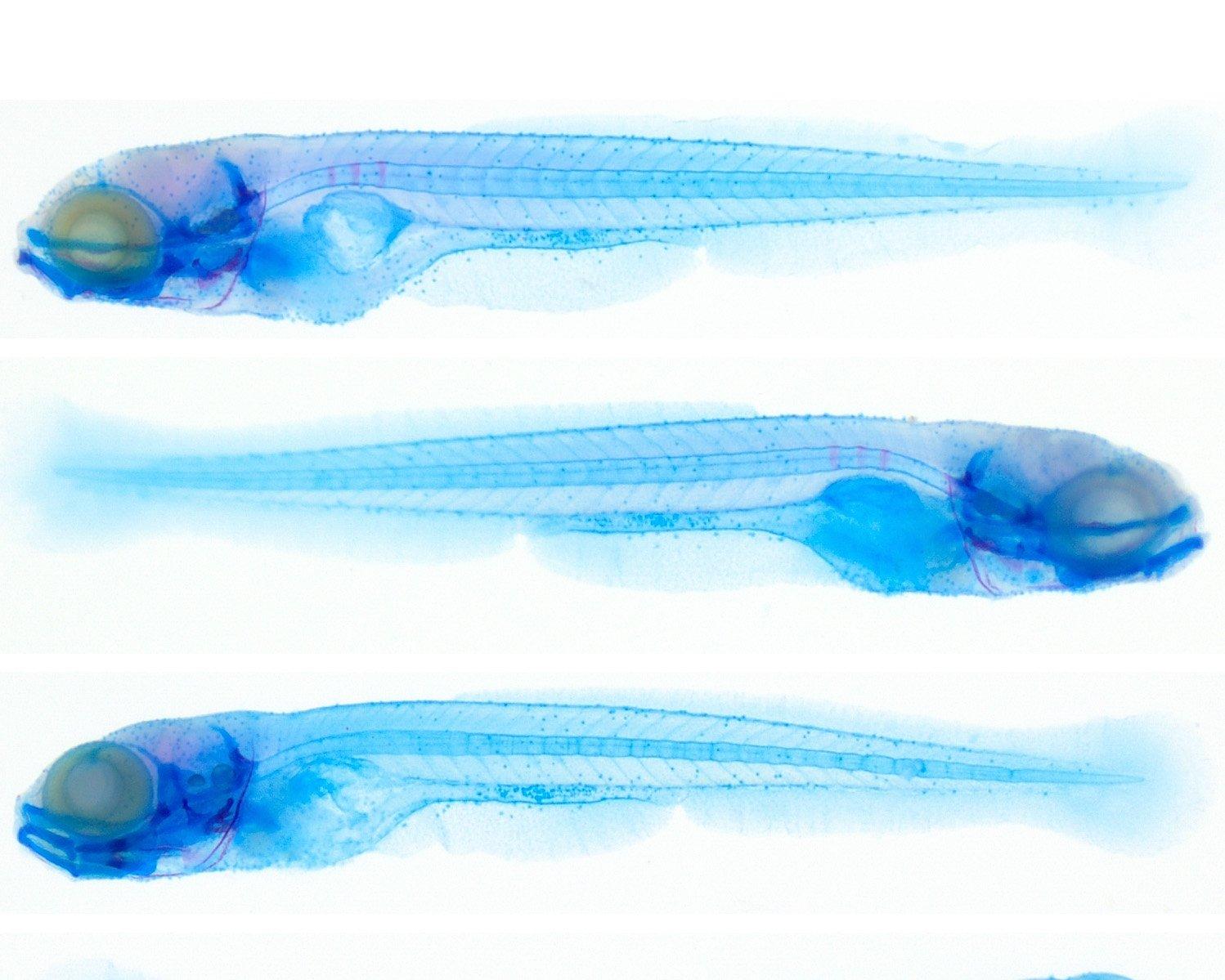 Three blue-stained fish larvae are shown in side view against a white background, highlighting their eyes and internal structures. The specimens are arranged in three horizontal rows, each displaying a slightly different orientation.