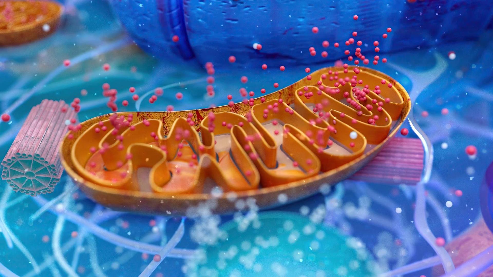 A detailed illustration shows a mitochondrion inside a cell, with folded inner membranes visible. Small particles are shown moving around and within the structure.