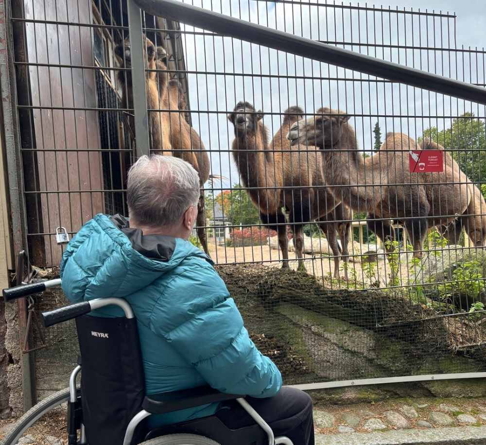 En äldre person i rullstol tittar på tre kameler som står bakom ett stängsel på Högholmen.