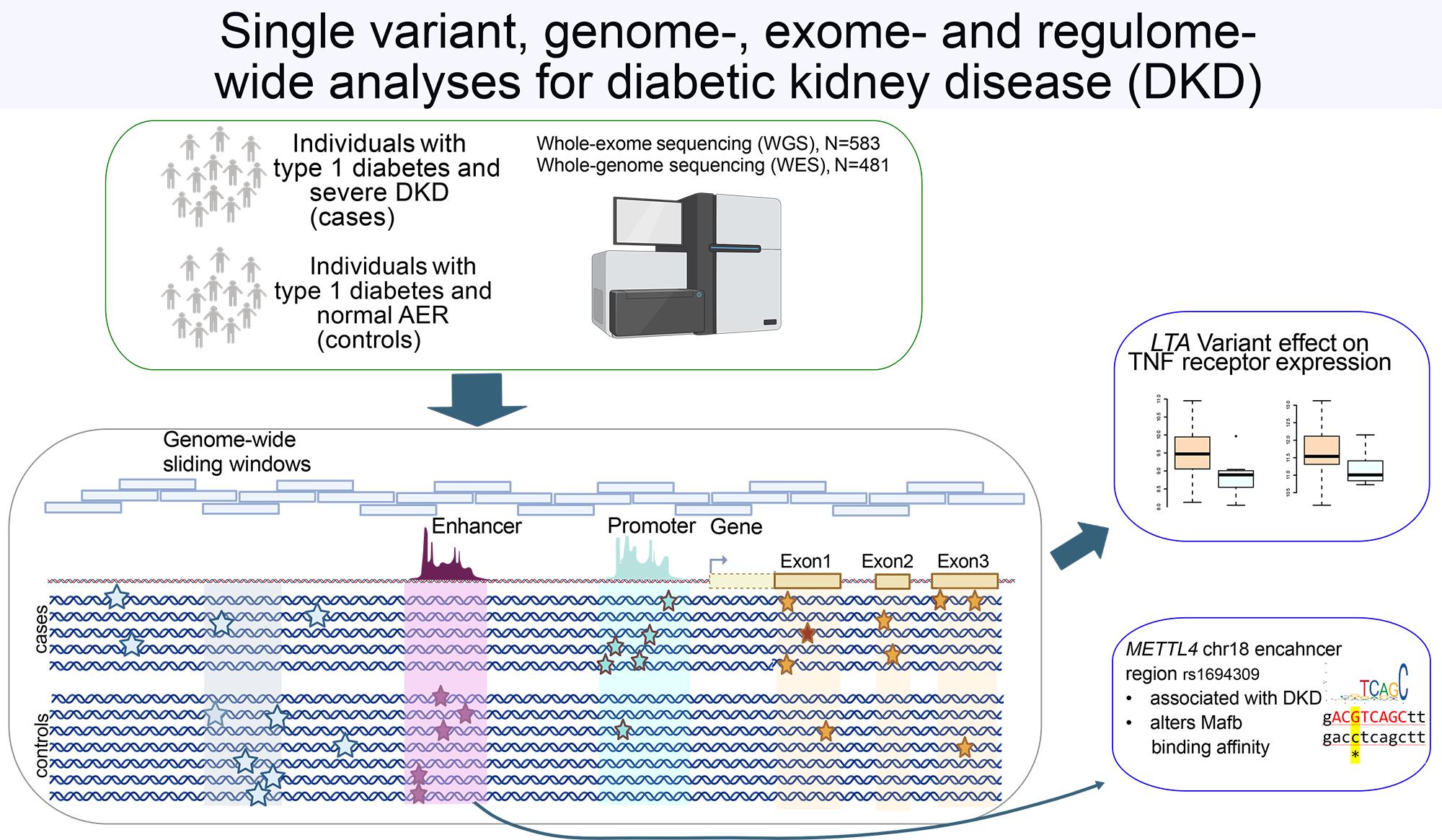 A schematic representation of whole-genome and whole-exome sequencing analyses for diabetic kidney disease (DKD). The diagram includes cases (individuals with type 1 diabetes and severe DKD) and controls (individuals with type 1 diabetes and normal AER), along with genome-wide analyses, regulatory elements (enhancer and promoter regions), and a highlighted METTL4 enhancer variant (rs1694309) associated with DKD, which alters Mafb binding affinity.