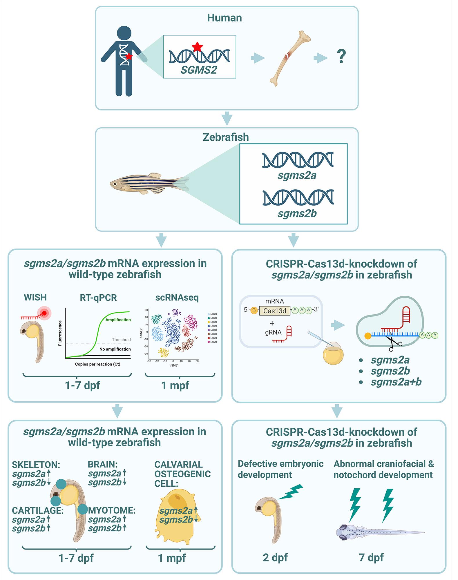 A graphical abstract